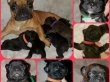 French Bulldog blue,black,brindle,cream  fawn puppies